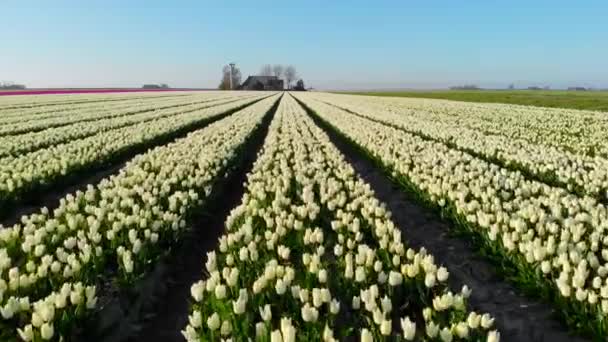 Drone Aéreo Volando Sobre Hermoso Campo Tulipanes Colores Holanda Drone — Vídeo de stock