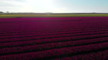 Hollanda 'daki güzel renkli lale tarlasında uçan hava aracı. Çiçeklerle tarımsal tarlaların uzaktan kumandalı görüntüsü. Hollanda polen arazisi üzerinde uç Çok renkli lale tarlaları bahar manzarası