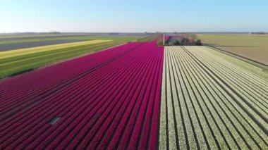 Hollanda 'daki güzel renkli lale tarlasında uçan hava aracı.. 