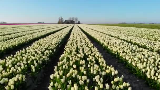 Légi drón repül gyönyörű színű tulipán mező Hollandiában. Drone kilátás izzó Mezőgazdasági mezők virágokkal. Fly over holland polder táj sokszínű tulipán mezők tavasz táj