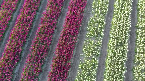 Aerial Drone Flying Beautiful Colored Tulip Field Netherlands Drone View — Stock Video