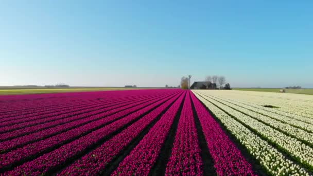 Drone Aéreo Volando Sobre Hermoso Campo Tulipanes Colores Holanda Drone — Vídeos de Stock