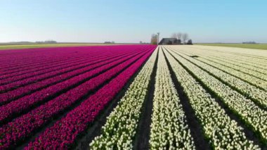 Hollanda 'daki güzel renkli lale tarlasında uçan hava aracı. Çiçeklerle tarımsal tarlaların uzaktan kumandalı görüntüsü. Hollanda polen arazisi üzerinde uç Çok renkli lale tarlaları bahar manzarası