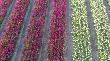 Hollanda 'daki güzel renkli lale tarlasında uçan hava aracı. Çiçeklerle tarımsal tarlaların uzaktan kumandalı görüntüsü. Hollanda polen arazisi üzerinde uç Çok renkli lale tarlaları bahar manzarası