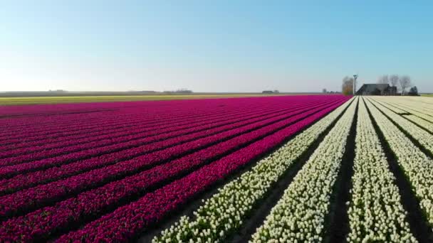 Letecký Dron Letí Nad Krásným Barevným Tulipánovým Polem Holandsku Pohled — Stock video