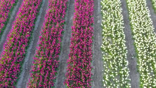 Hollanda Daki Güzel Renkli Lale Tarlasında Uçan Hava Aracı Çiçeklerle — Stok video
