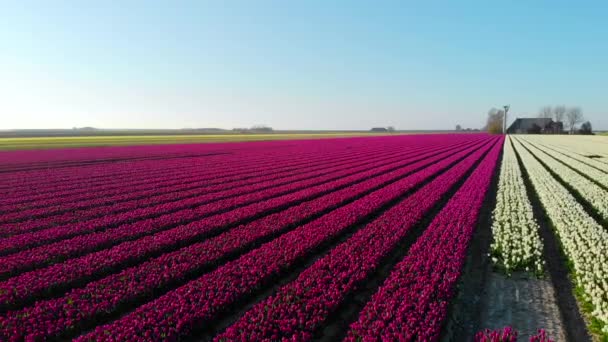 Aerial drone volando sobre hermoso campo de tulipanes de colores en Holanda . — Vídeo de stock