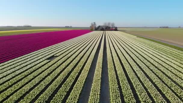 Drone Aéreo Voando Sobre Belo Campo Tulipas Coloridas Holanda Drone — Vídeo de Stock