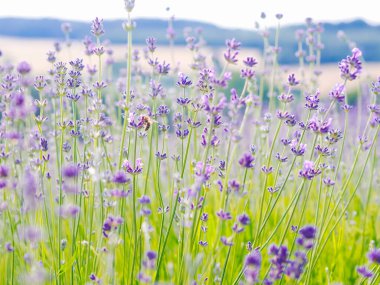 Yaz güneşinde açan mor lavanta tarlası. Fransa, Provence 'deki Leylak Çiçekleri Denizi manzarası. Fransız Provence 'ından bir demet kokulu çiçek. Aromaterapi. Doğa Kozmetik. Bahçıvanlık