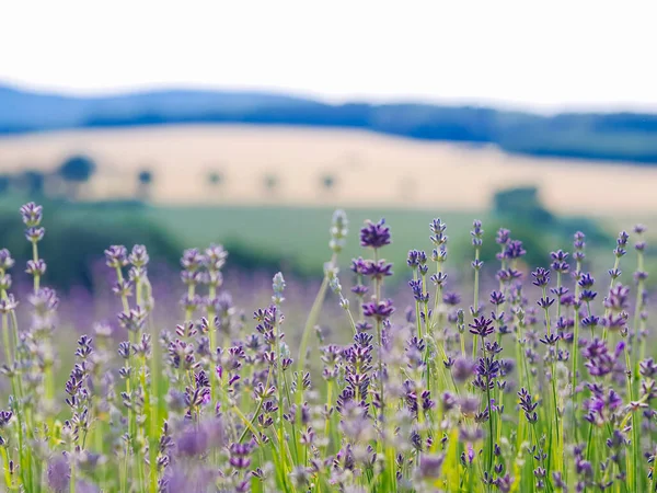 Campo Lavanda Violeta Florescendo Luz Solar Verão Mar Lilás Flores — Fotografia de Stock