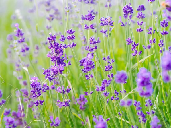 Campo de lavanda violeta florescendo na luz solar de verão. Mar de Lilás Flores paisagem em Provence, França. Um bando de flores perfumadas da Provença Francesa. Aromaterapia. Nature Cosmetics. Jardinagem . — Fotografia de Stock