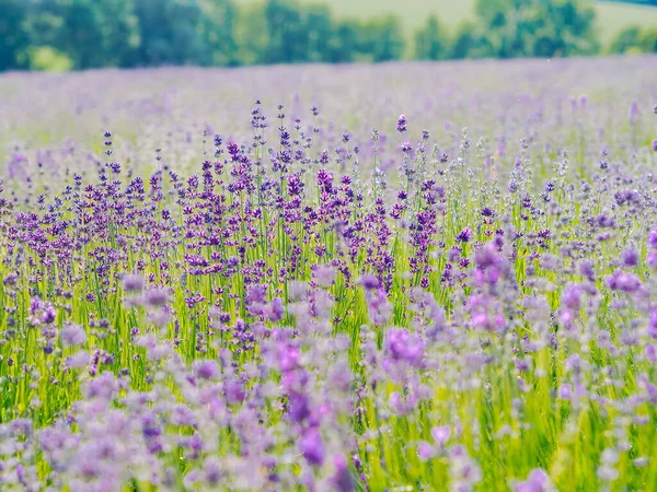 Campo de lavanda violeta florescendo na luz solar de verão. Mar de Lilás Flores paisagem em Provence, França. Um bando de flores perfumadas da Provença Francesa. Aromaterapia. Nature Cosmetics. Jardinagem . — Fotografia de Stock