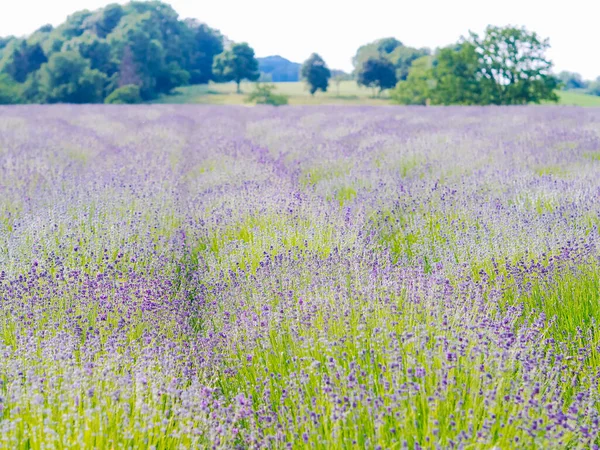 Campo Lavanda Violeta Florescendo Luz Solar Verão Mar Lilás Flores — Fotografia de Stock