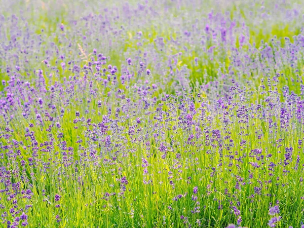 Campo Lavanda Violeta Florescendo Luz Solar Verão Mar Lilás Flores — Fotografia de Stock