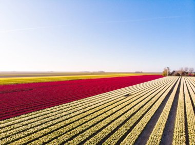 Hollanda 'daki güzel renkli lale tarlasında uçan hava aracı. Çiçeklerle tarımsal tarlaların uzaktan kumandalı görüntüsü. Hollanda polen arazisi üzerinde uç Çok renkli lale tarlaları bahar manzarası.