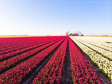 Hollanda 'daki güzel renkli lale tarlasında uçan hava aracı. Çiçeklerle tarımsal tarlaların uzaktan kumandalı görüntüsü. Hollanda polen arazisi üzerinde uç Çok renkli lale tarlaları bahar manzarası.