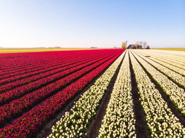 Hollanda 'daki güzel renkli lale tarlasında uçan hava aracı. Çiçeklerle tarımsal tarlaların uzaktan kumandalı görüntüsü. Hollanda polen arazisi üzerinde uç Çok renkli lale tarlaları bahar manzarası.