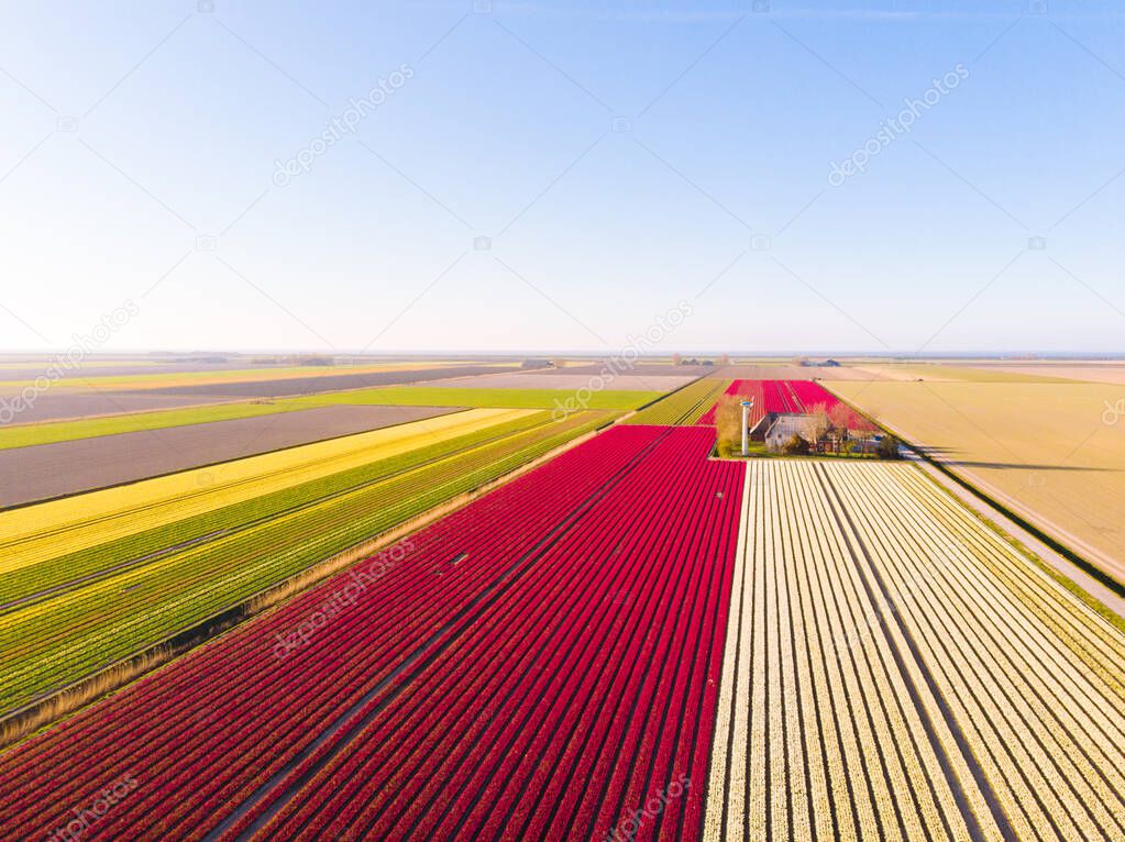 Aerial drone flying over beautiful colored tulip field in Netherlands. Drone view of bulb Agriculture fields with flowers. Fly over Dutch polder landscape multi colored tulip fields spring landscape.