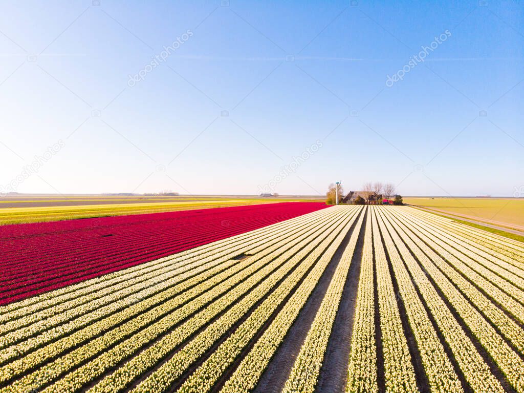 Aerial drone flying over beautiful colored tulip field in Netherlands. Drone view of bulb Agriculture fields with flowers. Fly over Dutch polder landscape multi colored tulip fields spring landscape.