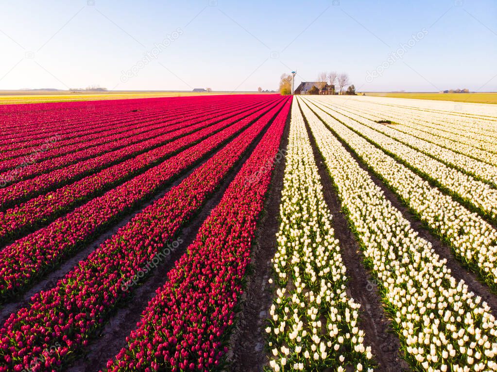 Aerial drone flying over beautiful colored tulip field in Netherlands. Drone view of bulb Agriculture fields with flowers. Fly over Dutch polder landscape multi colored tulip fields spring landscape.