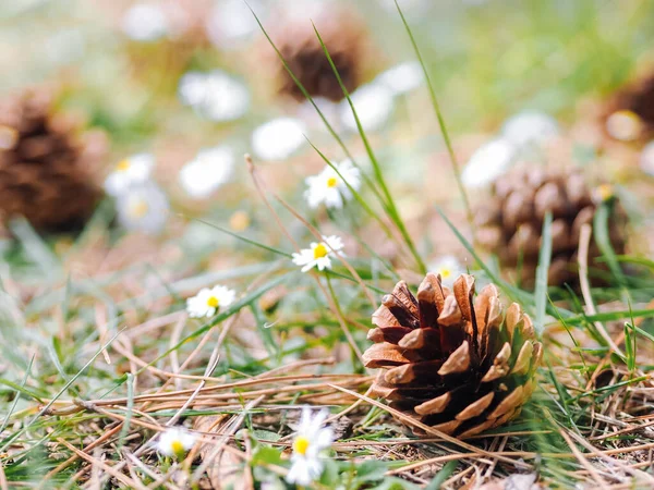 Several Pine or fur cones fallen on the ground in the woods with daisy flowers in a summer day. Clearing in the forest with Forest gifts - chamomile and cones. Summer decoration nature background. — Stock Photo, Image
