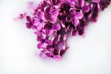 Leylak çiçeği beyaz arkaplanı kapatır. Hafif su ya da sütte Macro leylak dalı. Yüksek Anahtarlı Çalılıklar Çiçekleri. Mor bahar şırınga çiçeği. Güzel bir demet bahar leylağı. Yumuşak odak.