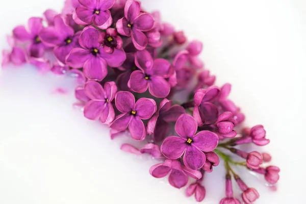 Lilac flower close up on white background. Macro lilac branch in light water or milk. Bushes Flowers in High-key. Purple spring blossom of syringa. Beautiful bouquet of spring lilac. Soft focus.