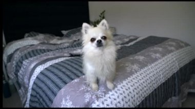 Şirin küçük bir hihuahua köpeği yatak odasındaki büyük bir yatakta uzanıp etrafa bakıyor ve havlıyor. Küçük köpek evde havlıyor. Hayvanlar bakım konsepti