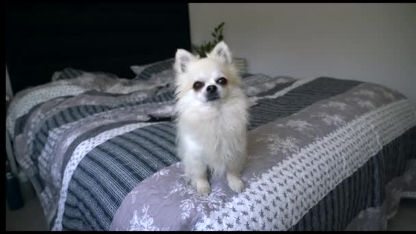 Lindo Perro Hihuahua Pequeño Encuentra Una Cama Grande Dormitorio Mirando — Vídeos de Stock