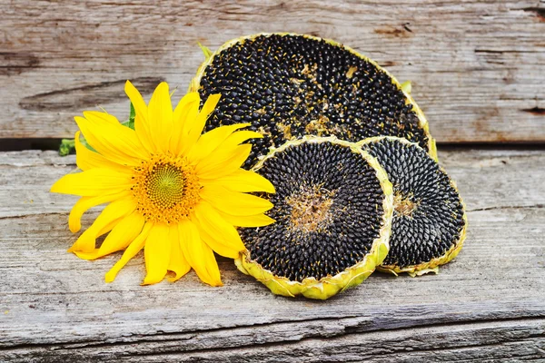 Sonnenblume mit Sonnenblumenkernen auf Holzstruktur, ländlicher Stil — Stockfoto