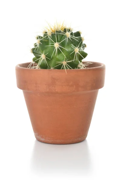 Cacto em uma planta de sala pote isolado no fundo branco . — Fotografia de Stock