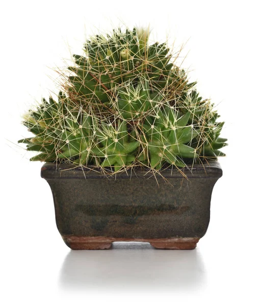Kaktus in einer Topfhauspflanze isoliert auf weißem Hintergrund. — Stockfoto