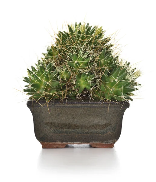 Cactus w puli houseplant izolowana na białym tle. — Zdjęcie stockowe