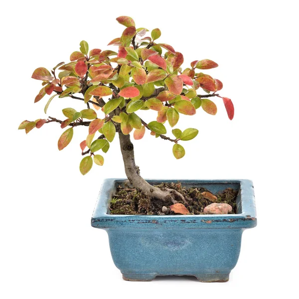 Pequeno bonsai isolado no fundo branco . — Fotografia de Stock
