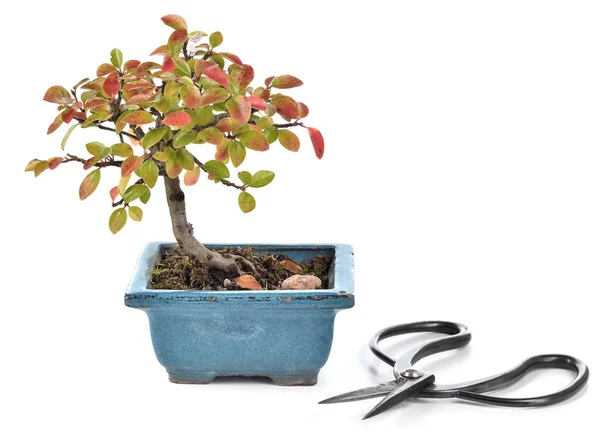 Pequeno bonsai no fundo branco . — Fotografia de Stock