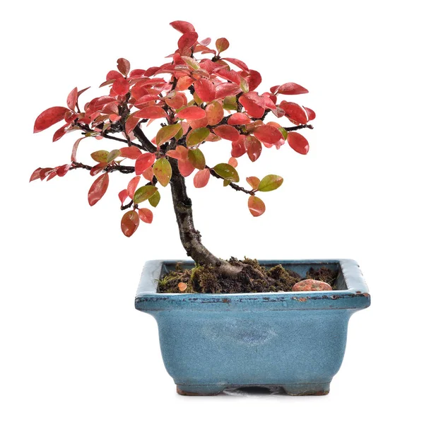 Pequeno bonsai no fundo branco . — Fotografia de Stock