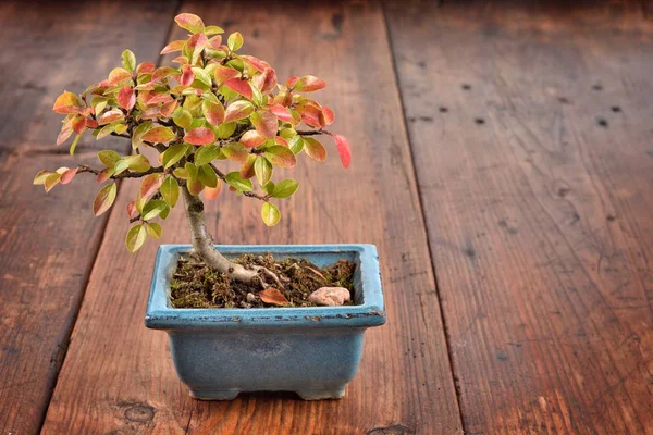 Bonsái pequeño sobre fondo de madera . — Foto de Stock