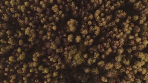 Otoño Bosque Abedul Dorado Desde Arriba Vista Aérea Luz Dorada — Vídeo de stock