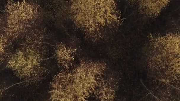 Autumn Gold Birch Forest Aerial View Golden Light Leaves Aerial — Stock Video