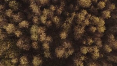 Sonbahar, altın huş ağacı ormanı yukarıdan. Hava görüntüsü. Altın ışık ve yapraklar. Hava, insansız hava aracı görüntüleri, üst görünüm, UHD, 4k, ses yok, doli, gerçek zamanlı.