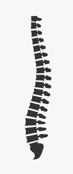Vista lateral de la columna vertebral sobre fondo blanco — Vector de stock
