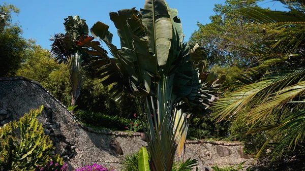 Tropik palmiye yaprakları, çiçek desenli arka plan, gerçek fotoğraf. — Stok fotoğraf