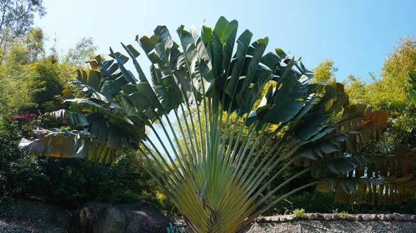 Folhas de palma tropicais, fundo padrão floral, foto real — Fotografia de Stock