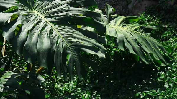 Hojas de palma tropical, fondo de patrón floral, foto real —  Fotos de Stock