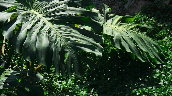 Tropical palm leaves, floral pattern background, real photo — Stock Photo, Image