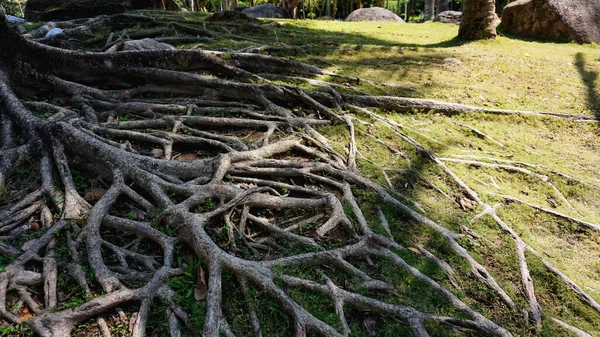 Tropical tree roots in china. Summer time — Stock Photo, Image