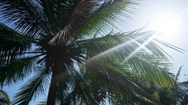 Hermosa palmera tropical con cocos. Abajo. — Foto de Stock