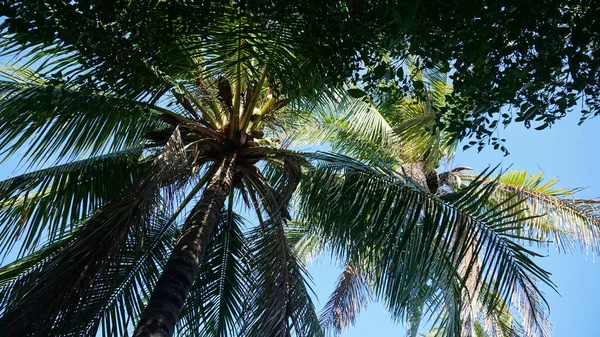 Hermosa palmera tropical con cocos. Abajo. — Foto de Stock