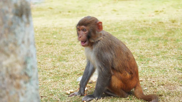 Funny monkey lives in a natural forest of China