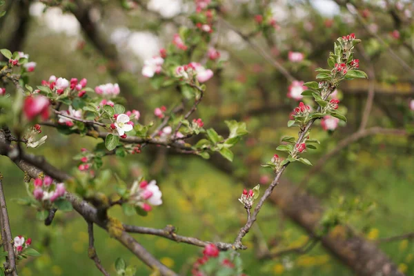 春の開花リンゴの木。枝ピンクの花リンゴの木-春の庭 — ストック写真